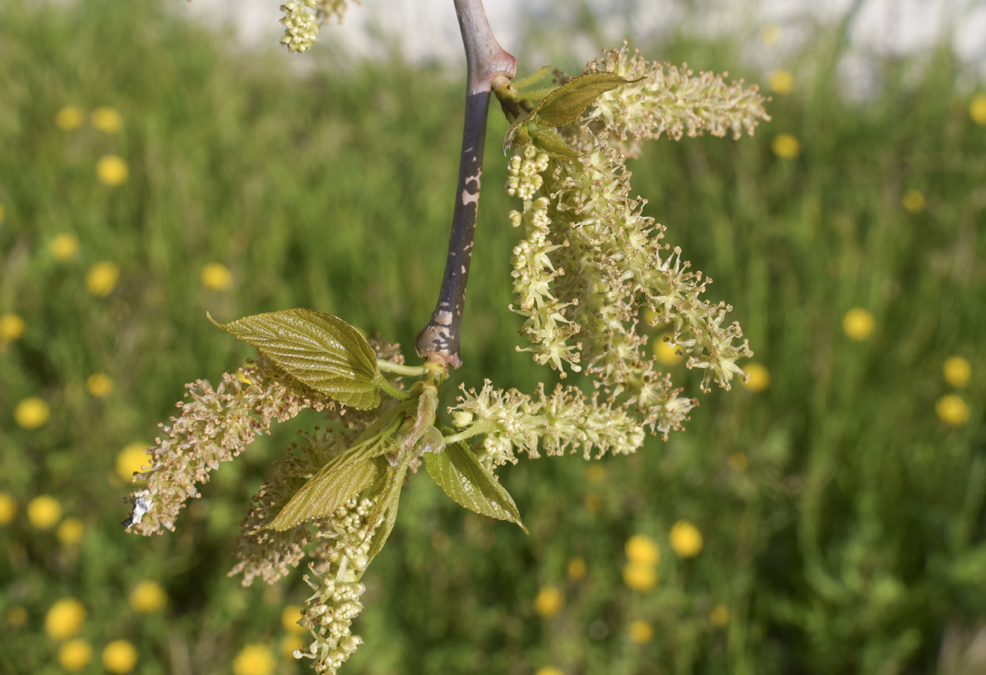 Image of Morus alba specimen.