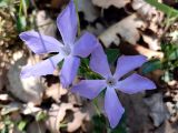 Vinca herbacea. Цветки. Крым, муниципальный округ Судак, южный склон хр. Токлук-Сырт, седловина между горами Ай-Георгий и Килиса-Кая, дубовое редколесье. 30.04.2025.