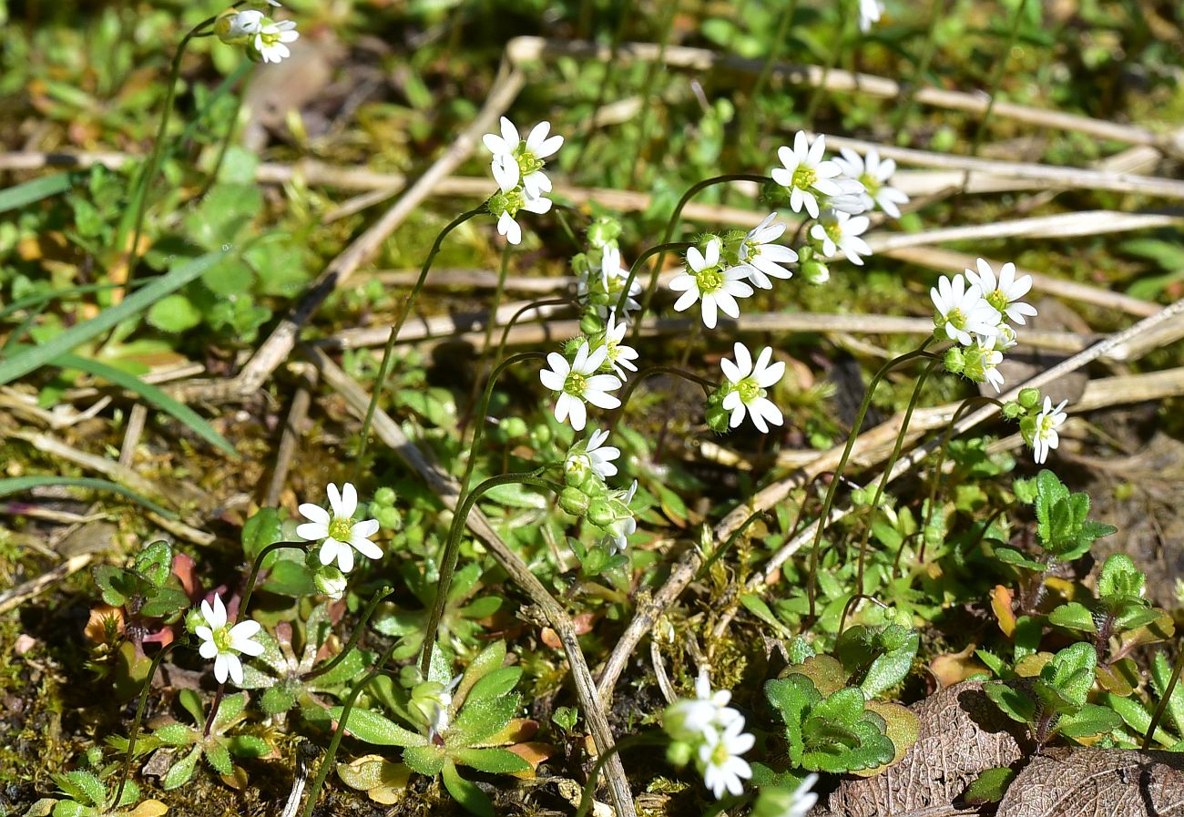 Image of genus Erophila specimen.