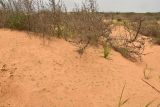 Agriophyllum pungens. Сухие отплодоносившие в прошлом году растения и проростки. Астраханская обл., Наримановский р-н, окр. с. Николаевка, бархан Большой Брат, опустыненная степь, участок подвижных песков. 19.04.2026.