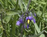 Solanum dulcamara. Соцветие с цветком и бутонами и фрагменты листьев. Испания, Каталония, пров. Жирона, комарка Баш Эмпорда, муниципалитет Пальс, обочина полевой дороги между заливными полями. 23.04.2026.