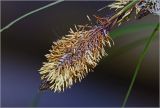 Carex acuta. Мужское соцветие. Московская обл., Раменский р-н, окр. дер. Хрипань, садовый участок. 17.05.2026.