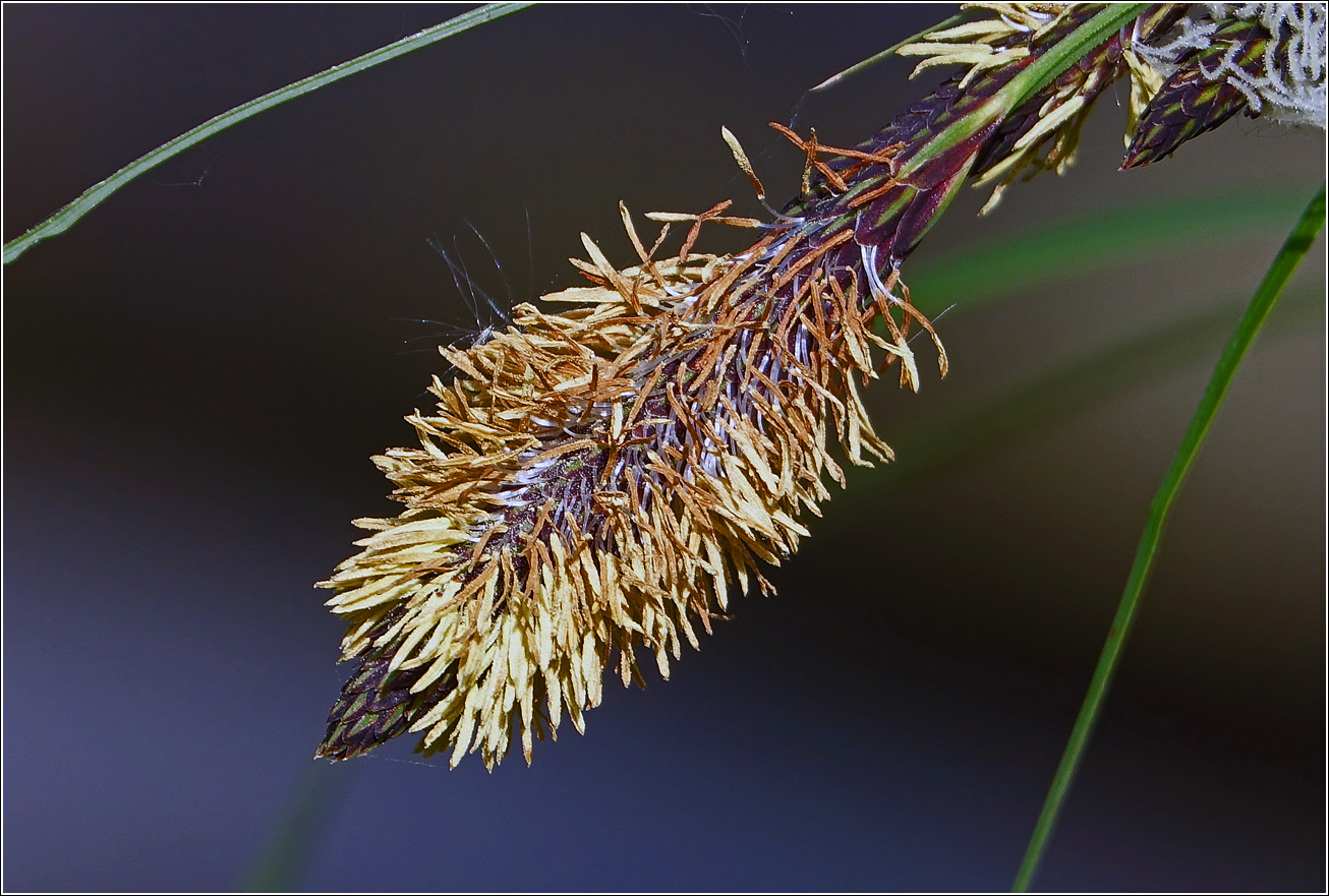 Изображение особи Carex acuta.