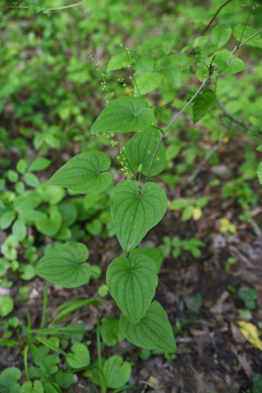 Image of Unknown species specimen.
