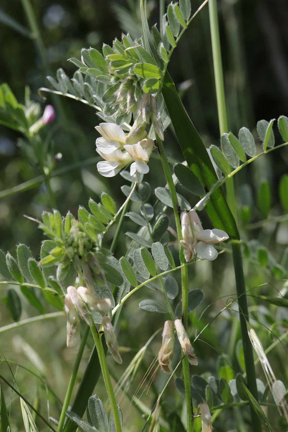 Image of Vicia pannonica specimen.