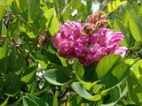 Robinia viscosa. Цветущее растение. Зеленая зона ок. многоквартирного дома. 22.06.2026.