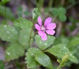 Rubus arcticus. Верхушка цветущего растения. Карелия, Беломорск, тропа к Залавруге - Беломорским петроглифам, лес. 08.06.2026.