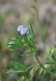 Trigonella caerulea. Верхушка цветущего растения. Грузия, край Самцхе-Джавахети, Ахалцихский муниципалитет, 200 м от окр. с. Гуркели, левый борт р. Цинубанисцкали, выс. 1050 м н.у.м., горная степь. 8 июня 2026 г.