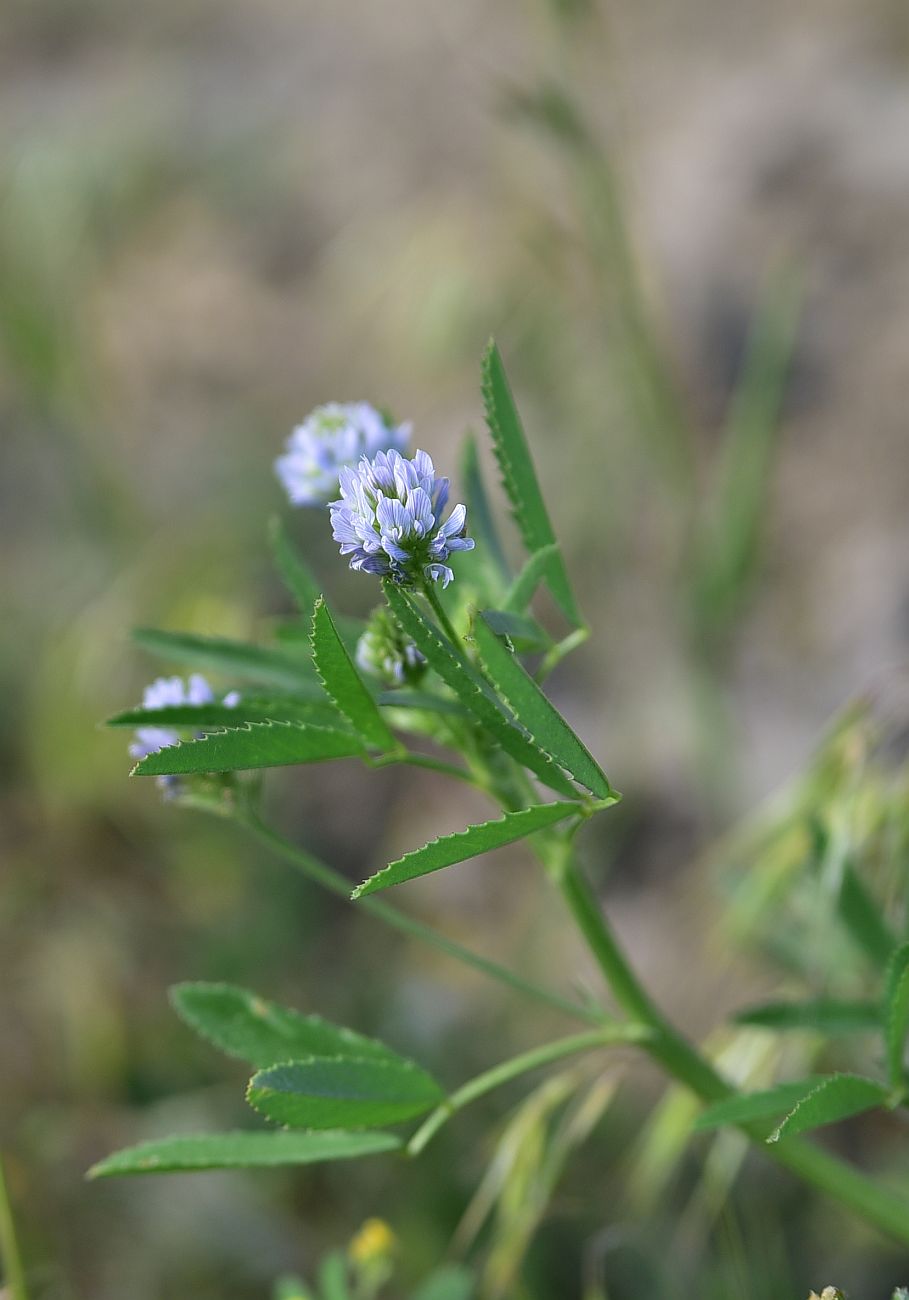 Изображение особи Trigonella caerulea.