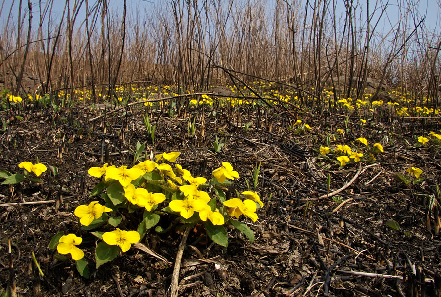 Image of Viola xanthopetala specimen.