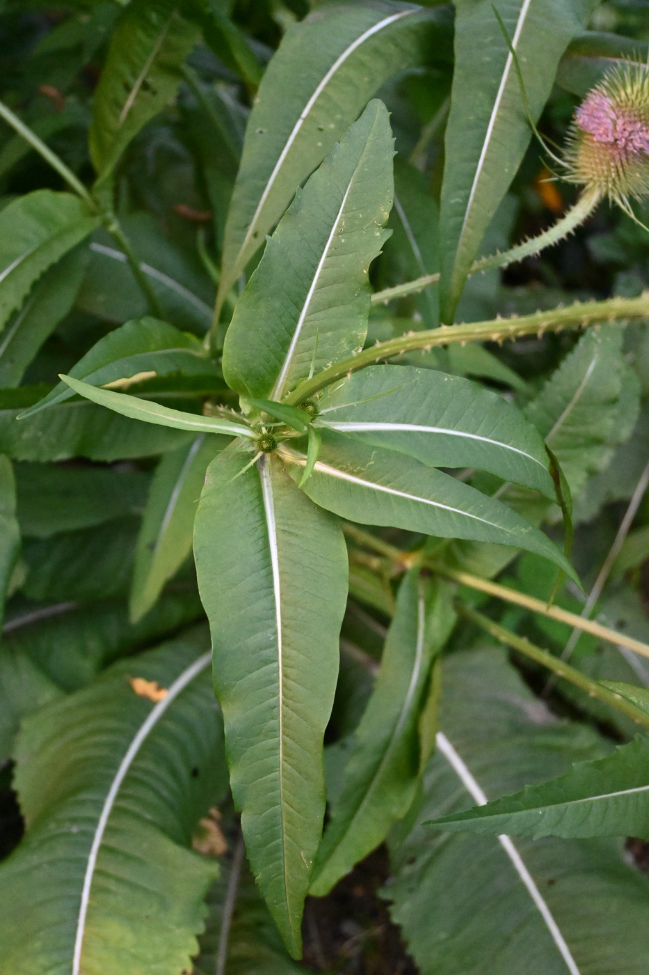 Image of Dipsacus fullonum specimen.