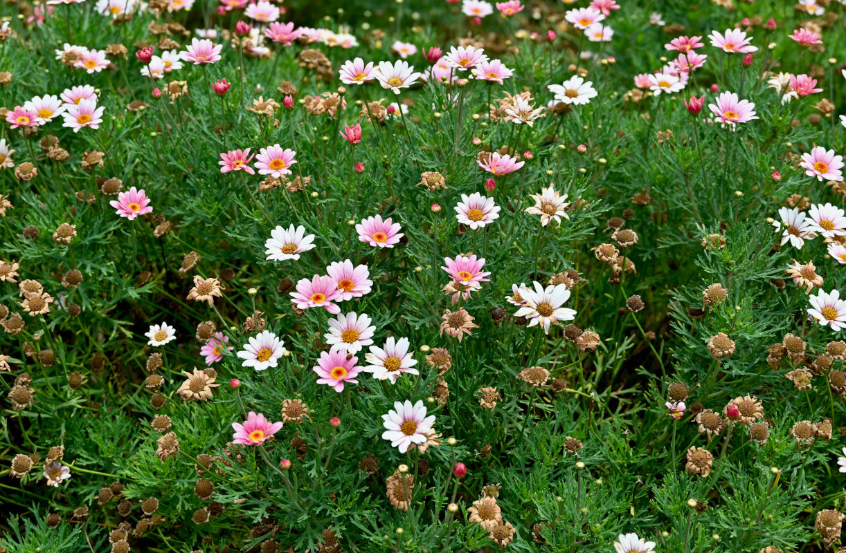 Image of Argyranthemum frutescens specimen.