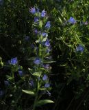 Image of taxon representative. Author is Авак Авакян
