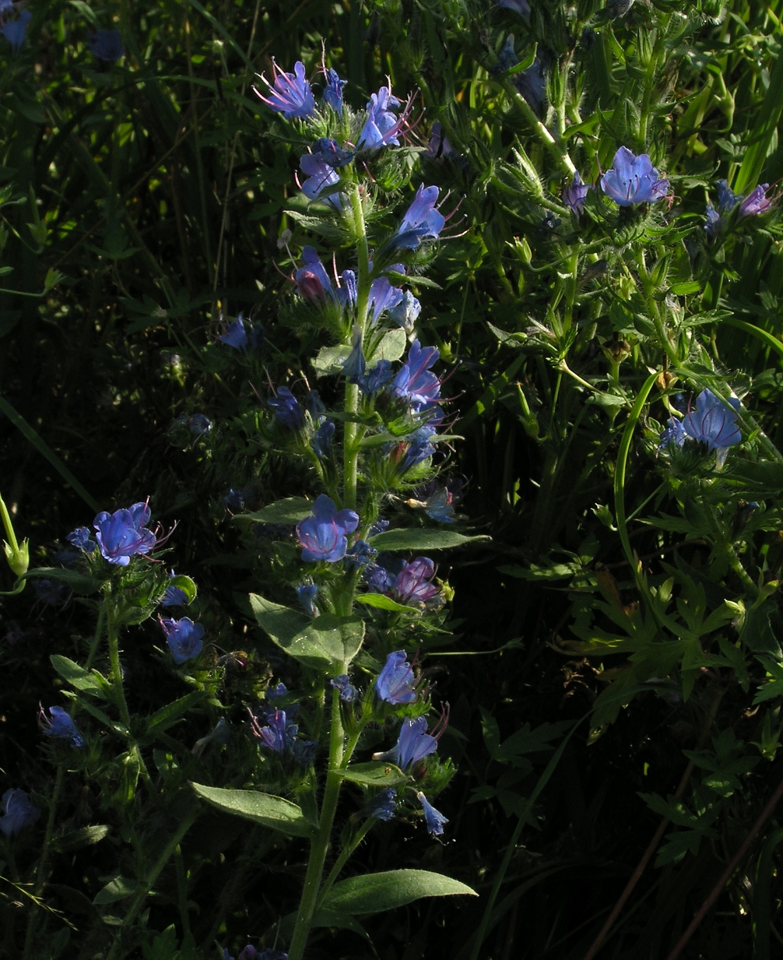 Image of Echium vulgare specimen.