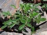 Farinopsis salesoviana
