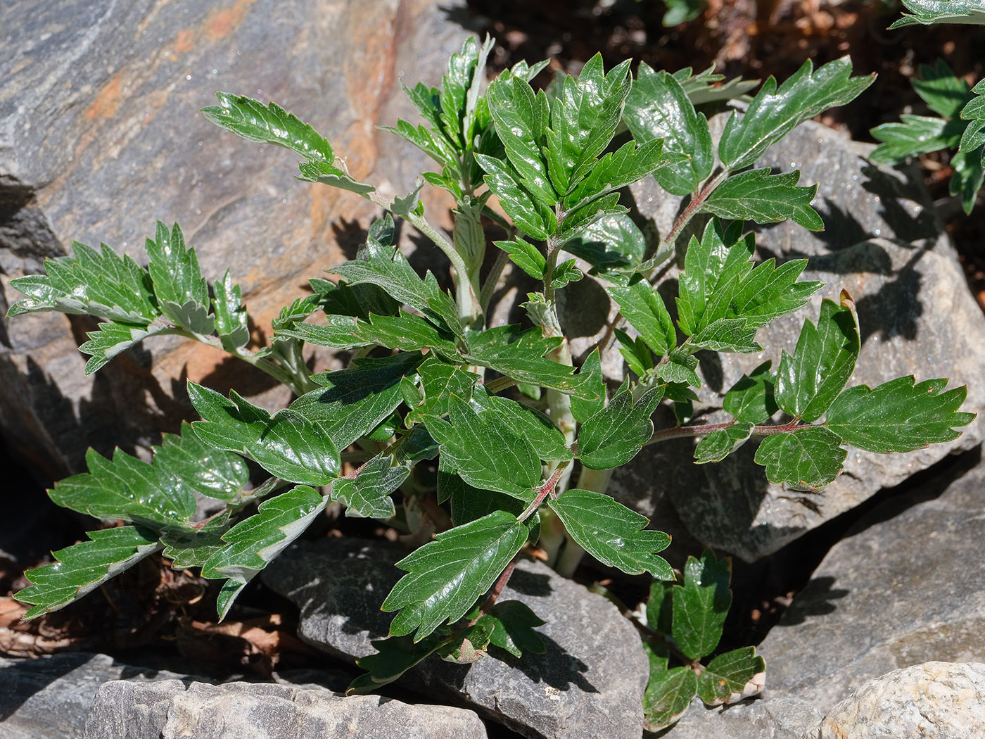 Image of Farinopsis salesoviana specimen.