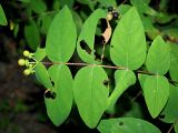 Hypericum androsaemum. Побег с неспелыми плодами и повреждёнными листьями. Краснодарский край, муниципальное образование город-курорт Сочи, Адлерский р-н, Кудепстинский сельский округ, окр. пос. Дубравный, Кудепстинский дендропарк, опушка широколиственного леса. 05.07.2024.