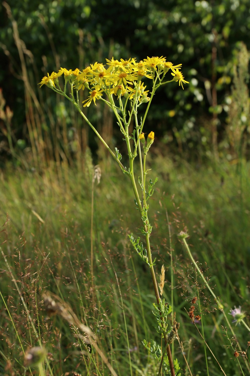 Image of Senecio jacobaea specimen.