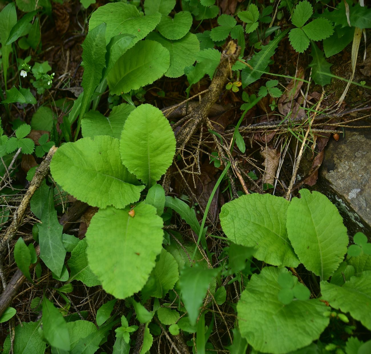 Image of Primula macrocalyx specimen.