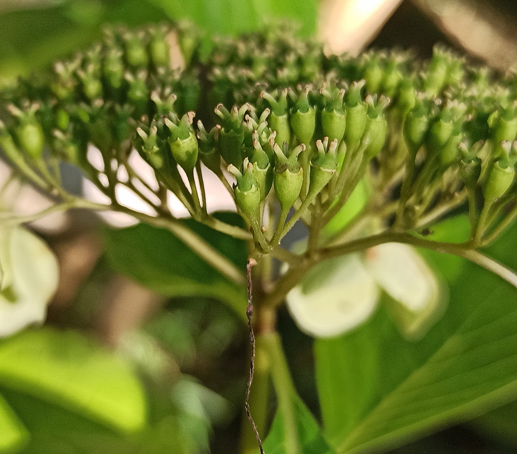 Изображение особи род Hydrangea.