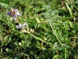 Oxytropis glabra