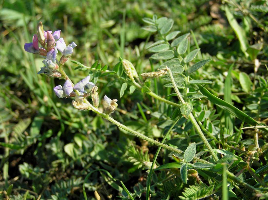 Изображение особи Oxytropis glabra.