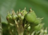familia Cornaceae. Незрелый плод. Санкт-Петербург, Ботанический сад Петра Великого, дендрарий. 27.08.2026.