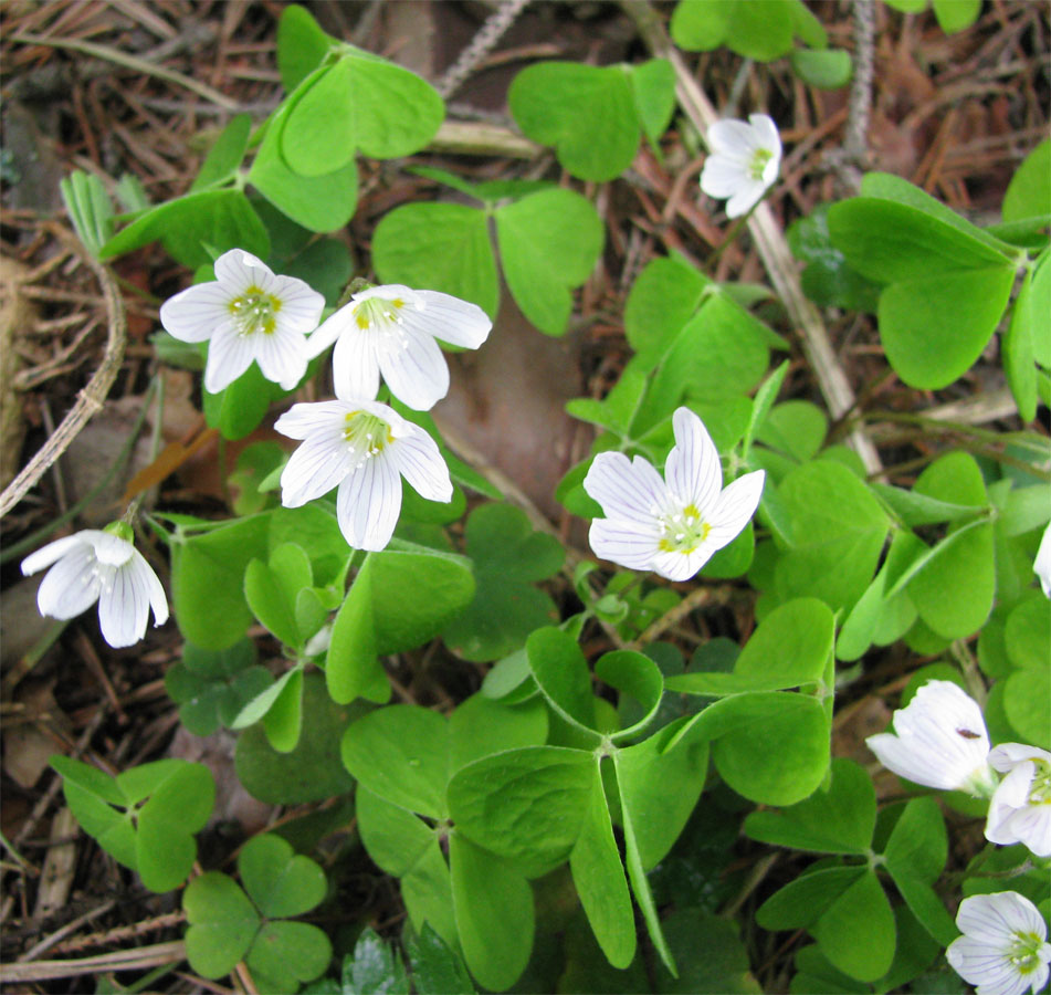 Изображение особи Oxalis acetosella.