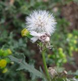 Senecio vulgaris