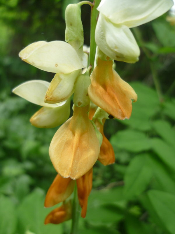 Изображение особи Lathyrus gmelinii.