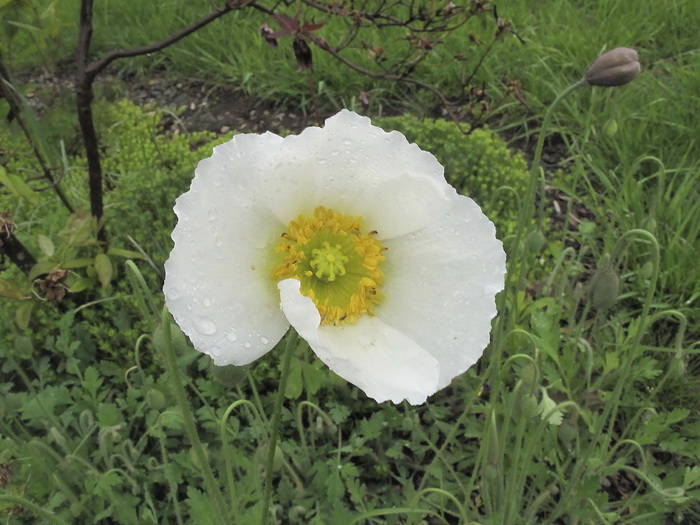 Изображение особи Papaver amurense.