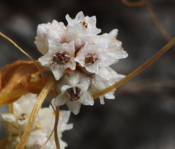 Изображение особи Cuscuta approximata.