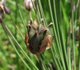 Butomus umbellatus. Плод. Украина, Донецкая обл., Славянский р-н, окр. с. Богородичное. 17.07.2011.