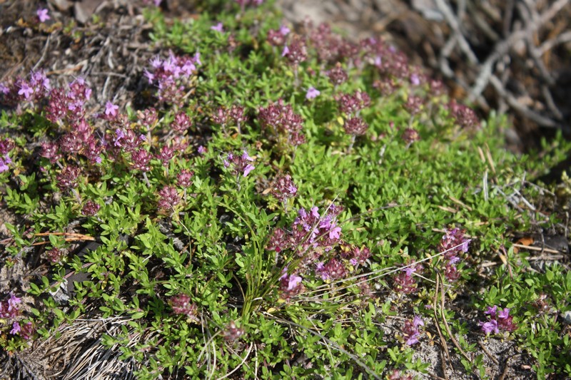 Изображение особи Thymus serpyllum.