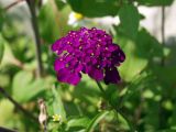 Iberis umbellata. Соцветие (культивар). Московская обл., Раменский р-н, окр. дер. Хрипань, дачный участок. 15.07.2001.