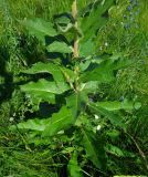 Verbascum ovalifolium