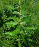 Verbascum ovalifolium