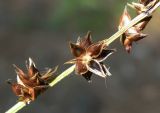genus Carex. Часть соплодия. Черноморское побережье Кавказа, котловинка в сосновом лесу, гребень обрыва вблиза скалы Парус. 24.08.2011.