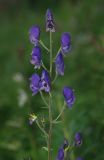 Aconitum baicalense. Соцветие. Иркутская обл., озеро Байкал, окр. пос. Листвянка. 26.07.2011.