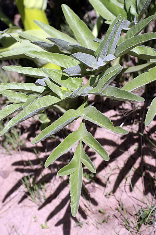 Image of genus Ferula specimen.