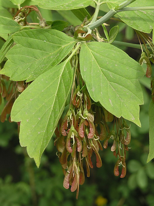 Image of Acer negundo specimen.