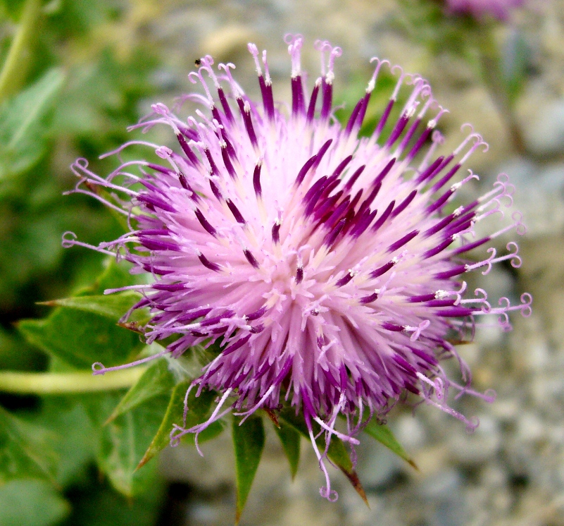 Image of Cousinia microcarpa specimen.