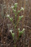 Silene wolgensis