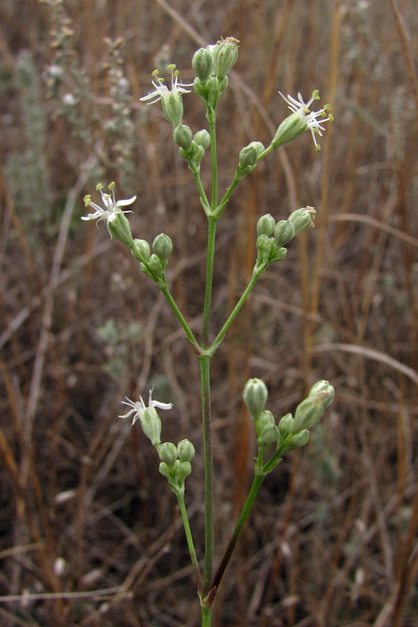 Изображение особи Silene wolgensis.