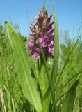 Dactylorhiza incarnata. Верхушка цветущего растения. Курганская обл., окрестности с. Кипель, пойма реки Юргамыш. 09.06.2009.