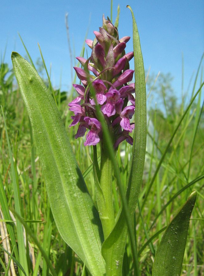 Изображение особи Dactylorhiza incarnata.