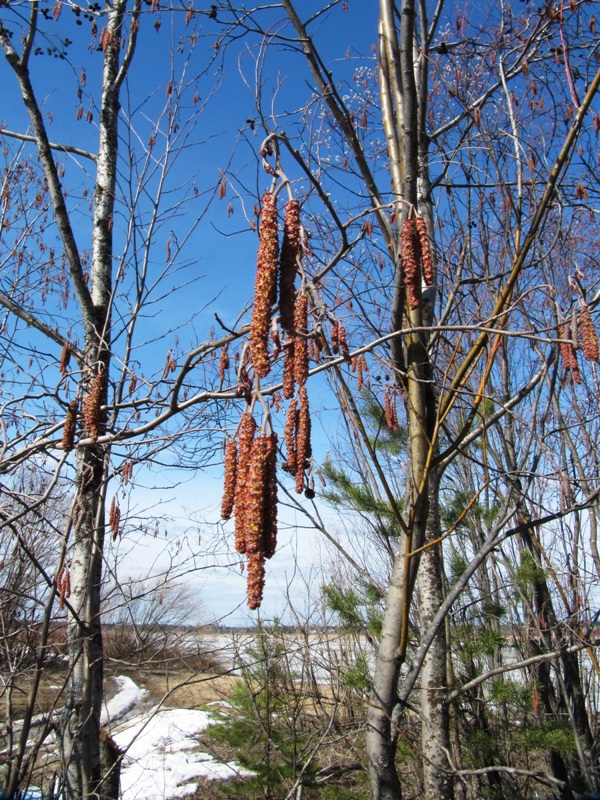 Image of Alnus incana specimen.