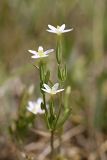 Centaurium meyeri