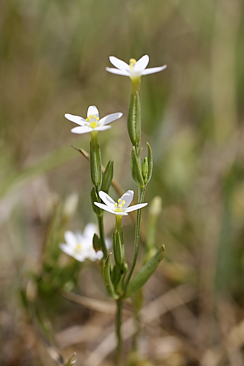 Изображение особи Centaurium meyeri.