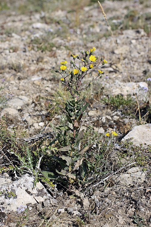 Изображение особи Hieracium virosum.